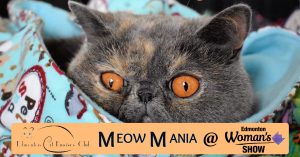 Meow Mania