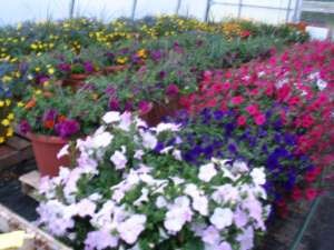 Country Road Greenhouses